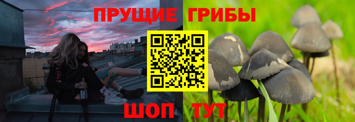 Галлюциногенные грибы Psilocybe Губаха